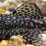 freshwater fish - peckoltia sp. - yellow prince tiger pleco (l-72) stocking in 90 gallons tank - Plectostomus