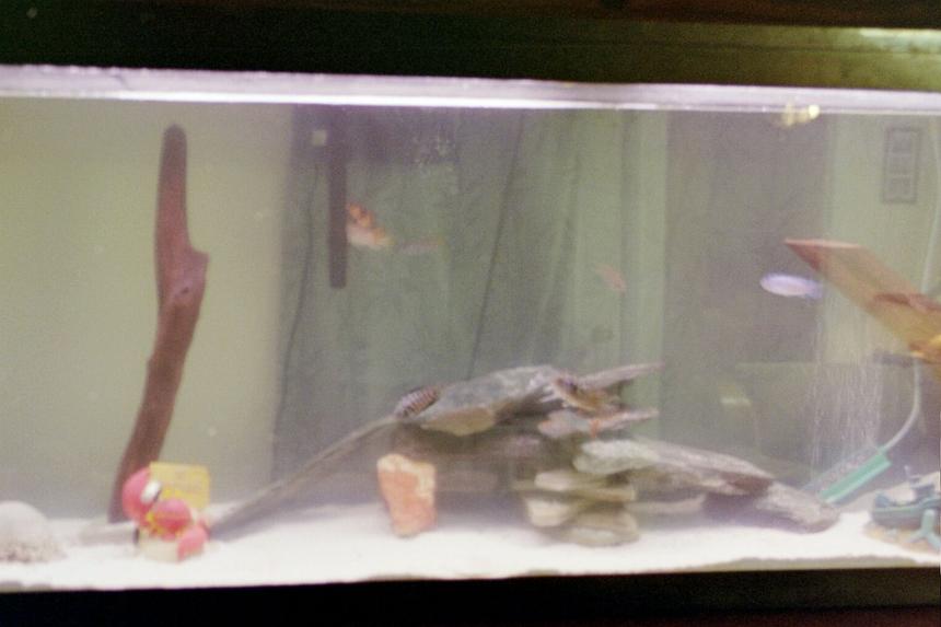 Rated #4333: 55 Gallons Freshwater Fish Tank - 55gallon