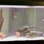 55 gallons freshwater fish tank (mostly fish and non-living decorations) - 55gallon