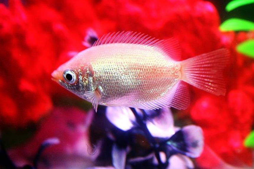 Rated #1283: Freshwater Fish - Helostoma Temmincki - Kissing Gourami Stocking In 20 Gallons Tank - Kissing Gourami.