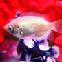 freshwater fish - helostoma temmincki - kissing gourami stocking in 20 gallons tank - Kissing Gourami.