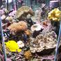 60 gallons reef tank (mostly live coral and fish) - 60 gal hex