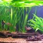 75 gallons planted tank (mostly live plants and fish) - 2 Angels 7 Colombian tetras 4 Otos