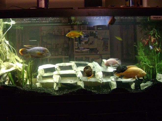 120 gallons freshwater fish tank (mostly fish and non-living decorations) - Some Would Say This Is A Big NO NO Green terror, Oscar, Convicts, Blue colbolt African, yellow Lab African, Cherry Red Zebra African, Frontosa, Sunshine Peacock African, Galaxy Pleco, Gold Nugglet Pleco Had Them This Way For 2 Years No ones Dead Yet    MARBLE AND UTAH ICE