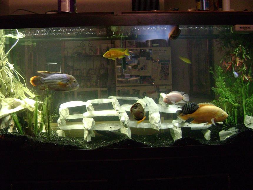 Rated #2077: 120 Gallons Freshwater Fish Tank - Some Would Say This Is A Big NO NO Green terror, Oscar, Convicts, Blue colbolt African, yellow Lab African, Cherry Red Zebra African, Frontosa, Sunshine Peacock African, Galaxy Pleco, Gold Nugglet Pleco Had Them This Way For 2 Years No ones Dead Yet    MARBLE AND UTAH ICE