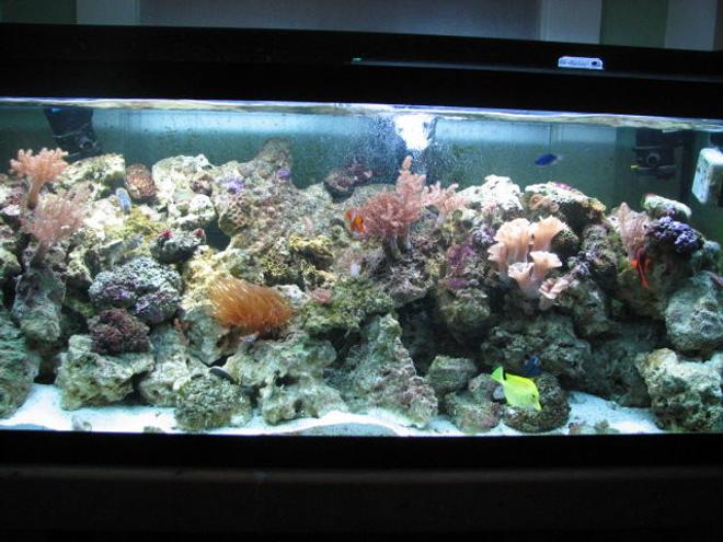 75 gallons reef tank (mostly live coral and fish) - Reef Tank