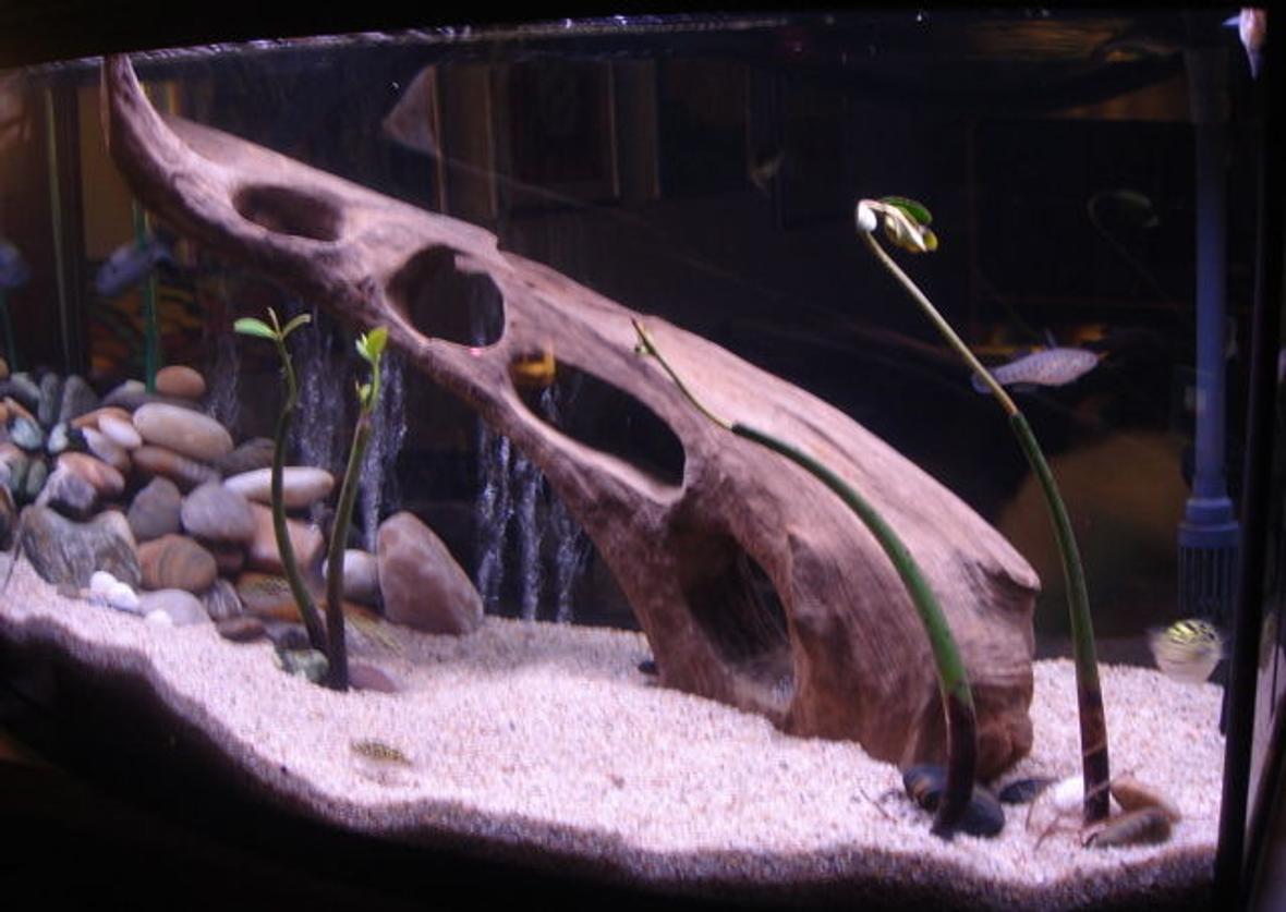 55 gallons freshwater fish tank (mostly fish and non-living decorations) - 50G. Knight Goby, Puffers, Bumble Bee Gobys, Dragon Goby, mangrove plants.