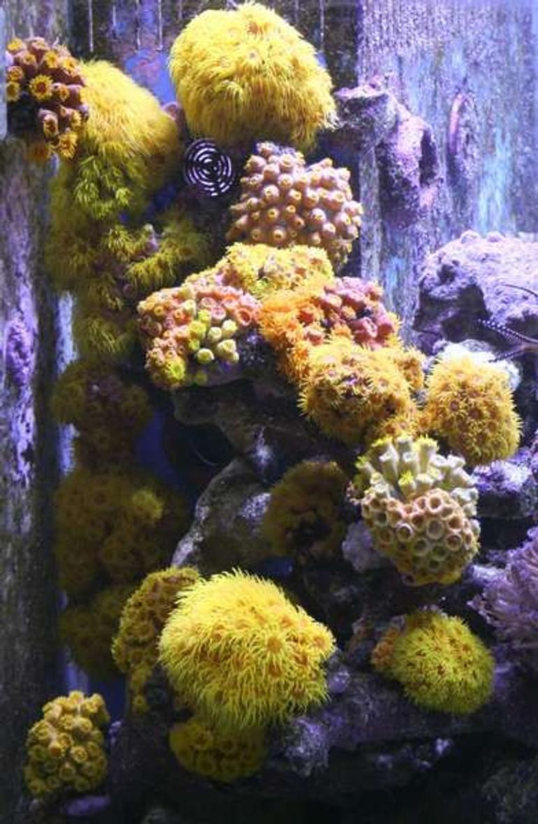 Rated #9: Corals Inverts - Tubastrea Faulkneri - Yellow Sun Coral Stocking In 400 Gallons Tank - Sun Coral Zone

All fed Daily using Frozen Mysis and Cyclop-eeze to entice them out.  Had some die back in the early days but now I've got the feeding sussed they are recovering very well and even new heads are growing.