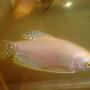 freshwater fish - trichogaster trichopterus - opaline gourami stocking in 70 gallons tank - gurami male