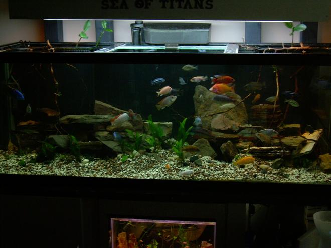 200 gallons freshwater fish tank (mostly fish and non-living decorations) - SeaOfTitans LakeMalawi
Haps Peacocks Mbunas

Haps
3-:Electric Blue Ahli: 
	(M)-Haplochromis Sciaenochromis fryeri (Maleri Is.)
	(F)-Sciaenochromis fryeri (Chewere)
	(M/o)-Sciaenochromis fryeri (Likoma Is.)
2-:Fusco: (?/?)Nimbochromis fuscotaeniatus
Peacocks
1-:Regal Peacock:  (M)-Aulonocara hansbaenschi
1-:SunShine Peacock: (M)-Gold Peacock Hybrid 
1-:Wild: (M)-Aulonocara brevindus
1-:Eureka:(M)-Aulonocara jacobfreibergi "Eureka" 
2-:Red Empress: 
	(M)-Protomelas taeniolatus (Namalenje Is.) 
	(F)-Protomelas taeniolatus (Namalenje Is.)
2-:(F):Aulonocara jacobfreibergi "Otter Point"
1-YellowJacket: (?)Aulonocara baenschi 
2:RedPeacock: 
	(M)-Aulonocara (Rubescens)
	(F)-Aulonocara (Rubescens)

Mbuna's
3-:Red Top's: 
	(M/os)-Metriaclima pyrsonotos 
	(M/rs)--Metriaclima pyrsonotos 
	(F/rs)--Metriaclima pyrsonotos 
1-:AlbinoRTZ: -(F/a)Metriaclima greshakei (Albino)
1-: (M/ys)-Metriaclima greshakei 
1-:(M)-Pseudotropheus sp. "Elongatus Ndumbi" 
1-:(M)-Pseudotropheus socolofi
3-:(M/M/F):Melanochromis cyaneorhabdos 
4-:RedZebra:
	(F)-Pseudotropheus estherae 
	(M)-Pseudotropheus estherae 
	(?)-Pseudotropheus estherae 
	(?)-Pseudotropheus estherae 
1-:AlbinoRedZebra: (?)Pseudotropheus estherae 
1-:(?):Metriaclima sp. "Blue Reef" 
1-OB KakiColors:(?)Metriaclima callainos (OB)
1-:(?):YellowPetrotilapia sp. "mumbo yellow"
1-:(?): Pseudotropheus sp. "ElongatusYellowtail" 
35Total


Frys
Aulonocara Jacobreibergi X Aulonocara Hansbaenshi
Metriaclima Pyrsonotos X Metriaclima Pyrsonotos
Metriaclima Pyrsonotos X Metriaclima Greshakei
Metriaclima Greshakei "Albino" X Metriaclima Pyrsonotos
Pseudotropheus estherae X Metriaclima Pyrsonotos 
Pseudotropheus estherae X Pseudotropheus estherae
Sciaenochromis Fryeri(Chewere) X Sciaenochromis Fryeri(Likomals)