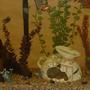 29 gallons freshwater fish tank (mostly fish and non-living decorations) - 29 Gallon Freshwater/Tropical Tank at approximately 3 months.