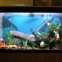 50 gallons freshwater fish tank (mostly fish and non-living decorations) - Newly modded tank please vote!
