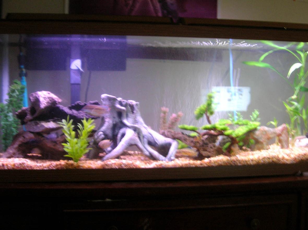 55 gallons freshwater fish tank (mostly fish and non-living decorations) - 55 gallon tank with a verity of cichlids. All from lake tanganyika and Lake Malawi