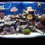 46 gallons reef tank (mostly live coral and fish) - My Piece of the Ocean