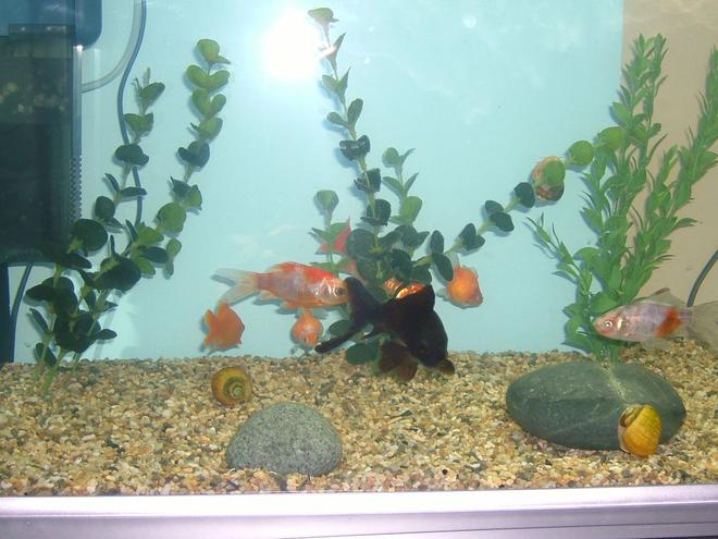freshwater fish - carassius auratus - red & white ryukin goldfish stocking in 25 gallons tank - All my fishes and snails, I think ^^