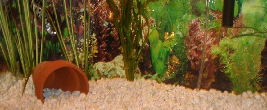 Rated #2143: 29 Gallons Planted Tank - 10 GALLON