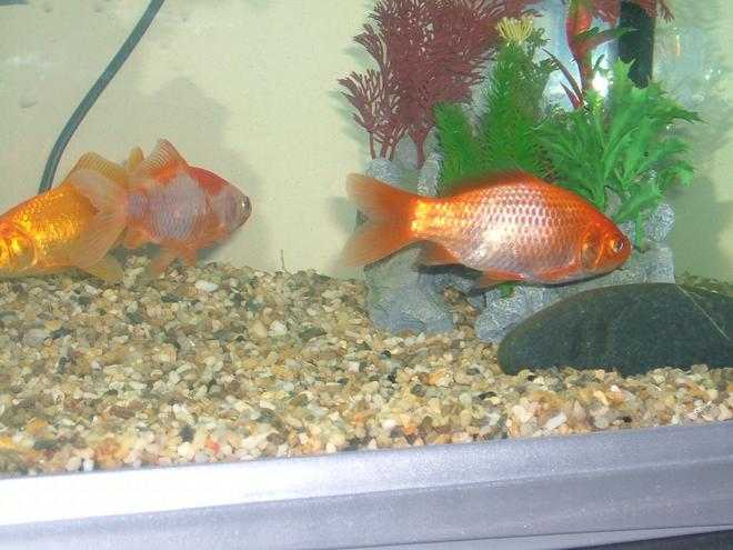 freshwater fish - carassius auratus - red & white ryukin goldfish stocking in 25 gallons tank - From lef to right, Flapjack, Tidgey, and Bruce (see what i mean about him going white.. is that normal?) and it wasnt the flash on the camera, he's like that anyway