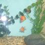 freshwater fish - carassius auratus - crown pearlscale goldfish stocking in 25 gallons tank - Both my little PearlScales :P