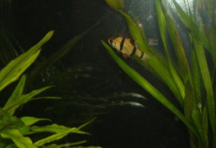 freshwater fish - puntius tetrazona - tiger barb stocking in 29 gallons tank - TIGER BARB