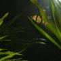 freshwater fish - puntius tetrazona - tiger barb stocking in 29 gallons tank - TIGER BARB
