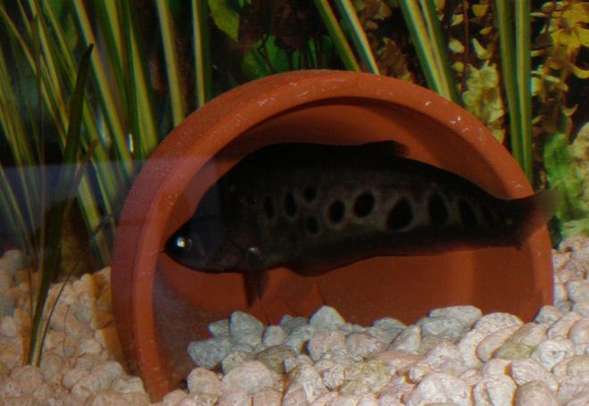 freshwater fish - notopterus chitala - clown knife fish stocking in 29 gallons tank - CLOWN KNIFE