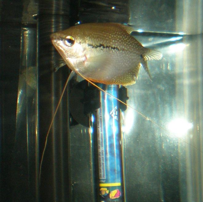 freshwater fish - trichogaster leeri - pearl gourami stocking in 29 gallons tank - PEARL.G