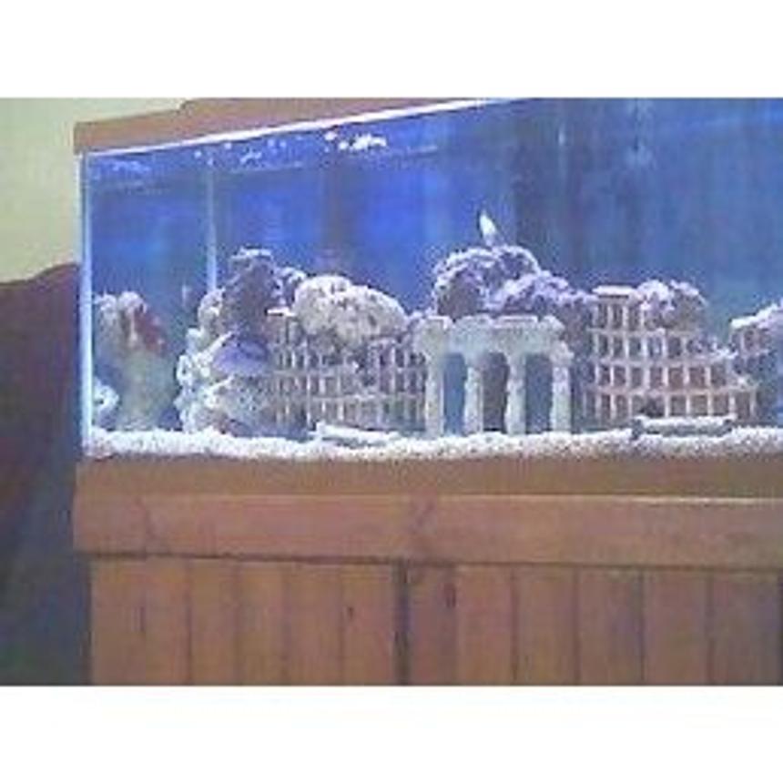 Rated #68: 75 Gallons Saltwater Fish Tank - 75 gallon