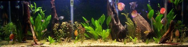 125 gallons planted tank (mostly live plants and fish) - 125 gal in wall