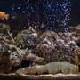 75 gallons freshwater fish tank (mostly fish and non-living decorations) - mOre piKz
