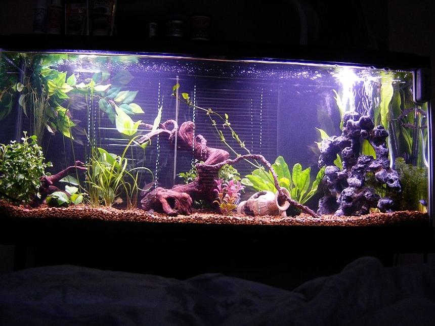 Rated #474: 55 Gallons Freshwater Fish Tank - my old lake malawi setup