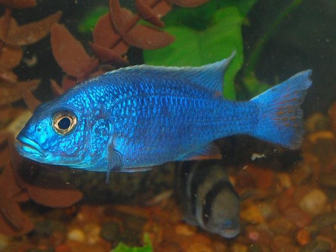 freshwater fish - sciaenochromis fryeri - electric blue hap stocking in 55 gallons tank - electric blue hap