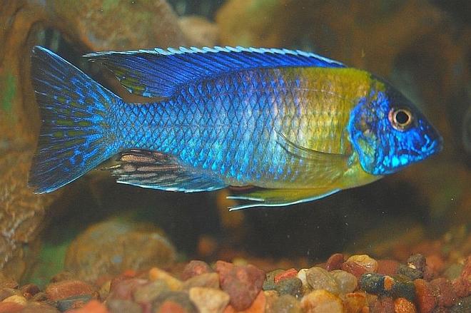 freshwater fish - aulonocara stuartgranti - peacock cichlid stocking in 55 gallons tank - peacock