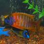 freshwater fish - aulonocara rubescens - ruby red peacock stocking in 55 gallons tank - rubin red shoulder peacock also if you guys give this one a low rating can u message me and tell me why u did? i think this is an amazing pic of a wonderful looking fish and am open to critiques.