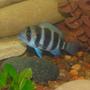 freshwater fish - cyphotilapia frontosa - frontosa cichlid stocking in 55 gallons tank - baby frontosa