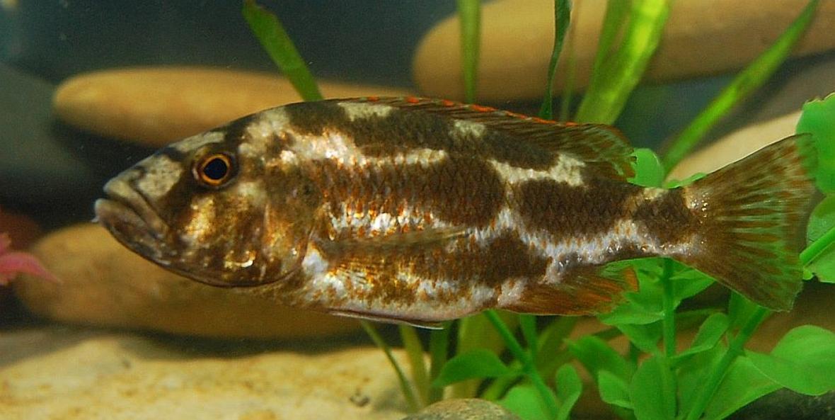 freshwater fish - nimbochromis livingstonii - livingstoni stocking in 55 gallons tank - livingstoni