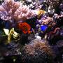 fish tank picture - Flame and corals