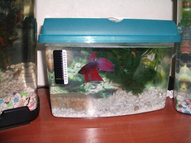 freshwater fish - betta splendens - betta - male stocking in 5 gallons tank - this is a pic of my male betta...