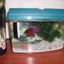 freshwater fish - betta splendens - betta - male stocking in 5 gallons tank - this is a pic of my male betta...