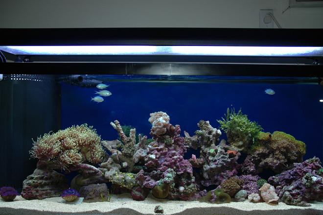 60 gallons reef tank (mostly live coral and fish) - 60 gal reef