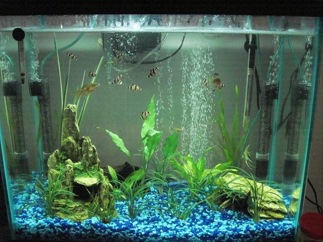 25 gallons planted tank (mostly live plants and fish) - PLEASE TELL ME WHAT YOU THINK!! PLEASE:)


i don't have my digital camera so had to use my web cam sorry when i get me camera back ill post a new one...

First tank 25 gallons  
11 Tiger barbs
2 Rosy barbs 
2 Sliver tipped tetras  
1 Frog 
My most liked fish 2 Rainbow Sharks and 1 Angel fish