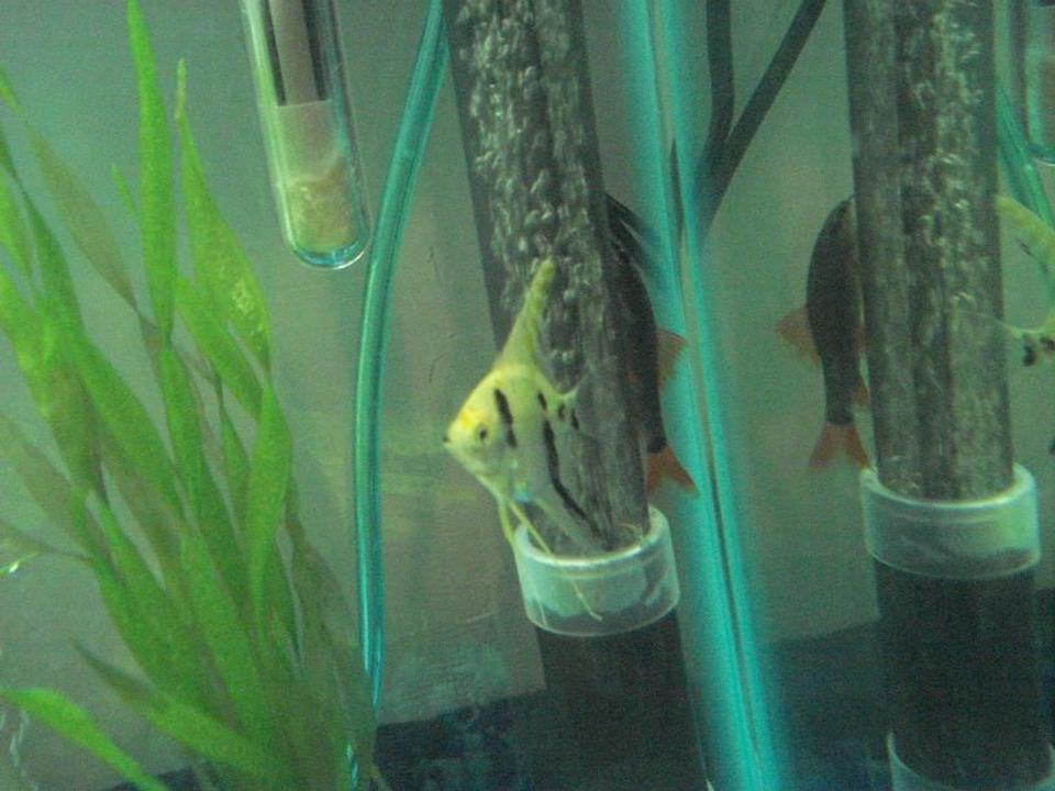 freshwater fish - pterophyllum sp. - koi angel stocking in 25 gallons tank - My angel