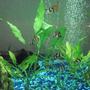 freshwater fish - puntius tetrazona - tiger barb stocking in 25 gallons tank - my tiger barbs