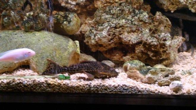 freshwater fish - hypostomus punctatus - trinidad pleco stocking in 75 gallons tank - he poOps 2 much