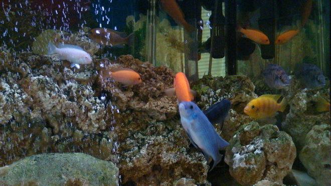 freshwater fish - pseudotropheus estherae - red zebra cichlid stocking in 75 gallons tank - thats it im goin 2 get more fish