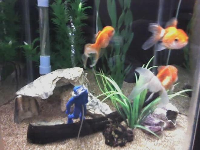 50 gallons freshwater fish tank (mostly fish and non-living decorations) - TOTAL SIDES 7,
6 SIDES 6 INCH,
FRONT SIDE 1 FEET.