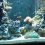 88 gallons reef tank (mostly live coral and fish) - My baby