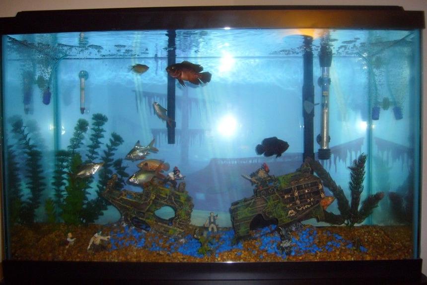Rated #3589: 29 Gallons Freshwater Fish Tank - The epic battle
