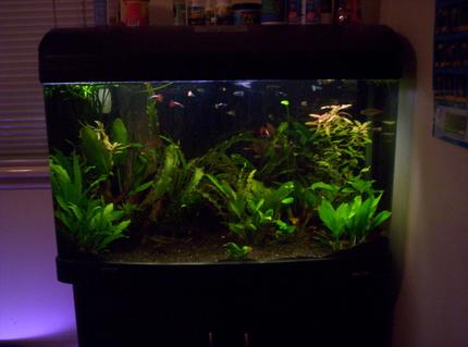 50 gallons planted tank (mostly live plants and fish) - just ordered a few new plants