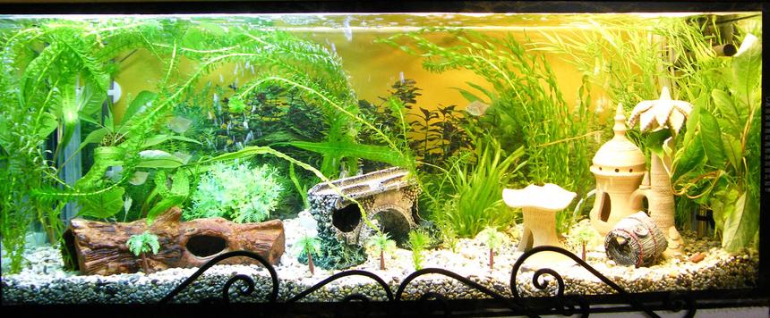 Rated #2447: 32 Gallons Freshwater Fish Tank - full view of my aquarium.