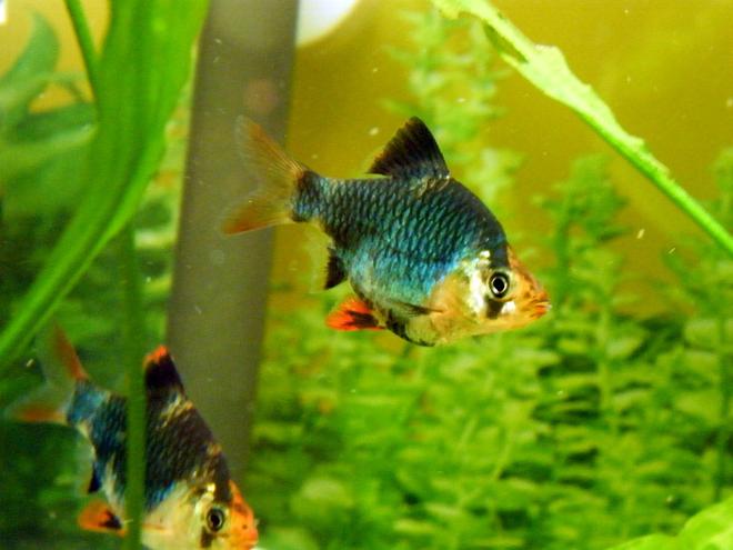 freshwater fish - puntius tetrazona - green tiger barb stocking in 32 gallons tank - Green Tiger Barb